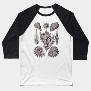 Ernst Haeckel Prosobranchia Sea Shells Aubergine Baseball T-Shirt
